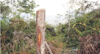  ?? JOSÉ DICÉN/LISTÍN DIARIO ?? Gruesos pinares están siendo talados próximo a la presa Jigüey.