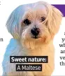  ??  ?? Sweet nature: A Maltese