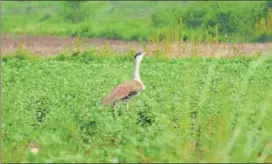  ?? HT FILE ?? The Great Indian Bustard’s population was found to be below 200 in 2013.