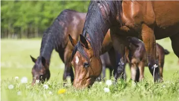  ??  ?? Hay or pasture keep your horse’s teeth, digestive sysem and state of mind happy.