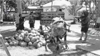  ?? SETH DELOS REYES ?? FARMERS BESTFRIEND. Carabao and cart are necessary in carrying the harvested coconuts during copra season especially in the far-flung areas of Davao Oriental.