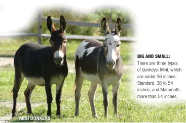  ??  ?? MINI DONKEYS BIG AND SMALL: There are three types of donkeys: Mini, which are under 36 inches; Standard, 36 to 54 inches; and Mammoth, more than 54 inches.