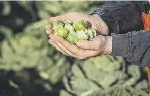  ??  ?? 0 Chris Logan will oversee the picking, processing and packing of 5000 tonnes of Brussels sprouts this year and ensure they get to the supermarke­t shelves in time for our festive meals.