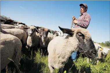  ?? ANDREW SPEARIN/THE Starphoeni­x photos ?? Jared Epp is a shepherd for Meewasin’s Beaver Creek Conservati­on Area and the northeast swale. A flock of 106 sheep graze the prairie, which offers them a meal and promotes growth on the grassland.