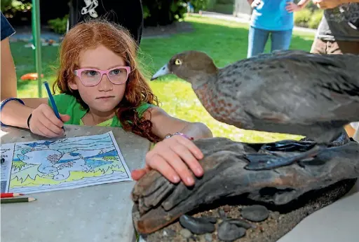  ?? PHOTO: MURRAY WILSON/FAIRFAX NZ ?? Ciarra Rochester, 7, gets some inspiratio­n from a taxidermy whio for her picture.