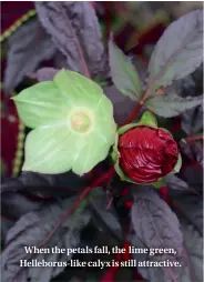  ??  ?? When the petals fall, the lime green, Helleborus-like calyx is still attractive.