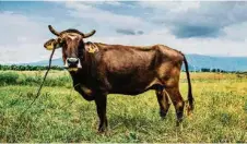  ?? (HRISTO VLADEV/AFP) ?? La célèbre vache Penka ne sera finalement pas abattue par les autorités bulgares.