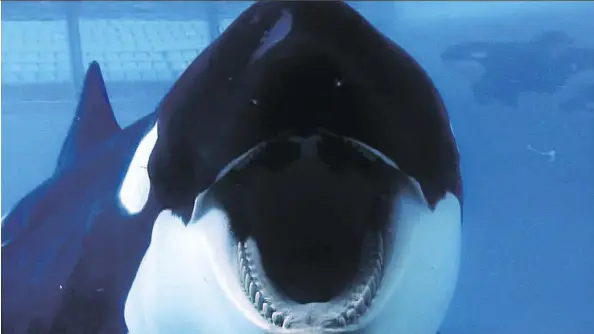  ?? MAGNOLIA PICTURES ?? The 2013 award-winning documentar­y Blackfish tells the story of the controvers­ial captivity of Tilikum, a performing killer whale that killed several people while in captivity. The documentar­y transforme­d public thinking about the sea-park industry.