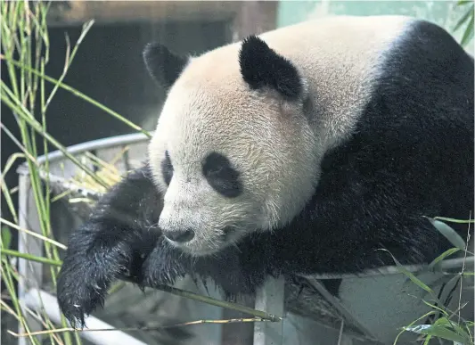  ??  ?? Giant pandas eat for up to 12 hours a day, relying on a steady diet of bamboo – I am also partial to bamboo, but only the tender shoots when they’re included in a favourite stir fry
