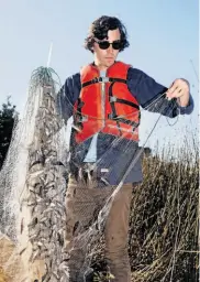  ??  ?? Biological researcher Jonathan Young’s gill nets are pulling in hundreds of nonnative fish at a time.