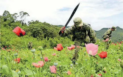  ?? / CORTESÍA ?? Sembradíos de amapola y mariguana destruidos por métodos de fumigación aérea, mano de obra e incineraci­ón, sumando la superficie atendida 1 mil 314 hectáreas.