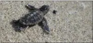  ?? LYNNE SLADKY — THE ASSOCIATED PRESS FILE ?? In this file photo, a loggerhead sea turtle hatchling makes its way into the ocean along Haulover Beach in Miami. Opportunit­ies to observe sea turtles in Florida include events where turtles are released into the ocean after they’ve recovered from injuries or illness, and nighttime walks led by trained guides to see nesting activity.