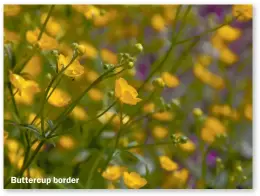  ??  ?? Buttercup border