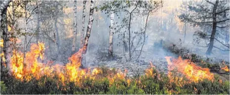  ?? FOTO: PRIVAT ?? Waldbrand im Steinacher Ried: Beim Eintreffen der Einsatzkrä­fte stand eine Fläche von sechs Hektar Buschland in Brand.