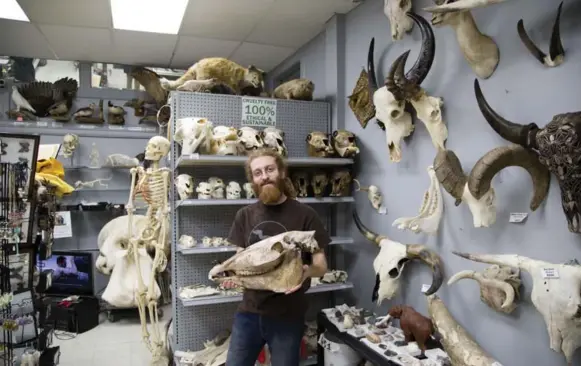  ?? CARLOS OSORIO/TORONTO STAR ?? Ben Lovatt holds a horse skull. Lovatt is the owner of the Prehistori­a Natural History Centre & Skull Store Oddity Shop, which features human and animal skulls as well as other oddities.