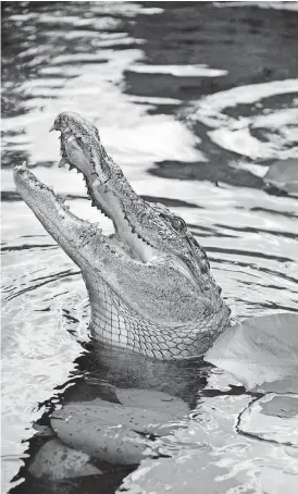  ?? [THINKSTOCK] ?? An alligator in Everglades National Park.