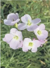  ?? ?? CUCKOO LAND: Cardamine pratensis appears when the cuckoo begins to sing.