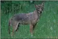  ?? SCREENSHOT OF ONLINE MEETING ?? Photo of a coyote spotted in the Philadelph­ia region, as shown to Upper Gwynedd’s commission­ers.