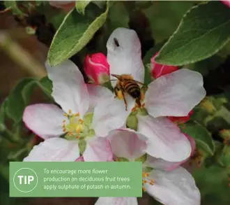  ??  ?? TIP To encourage more flower production on deciduous fruit trees apply sulphate of potash in autumn.