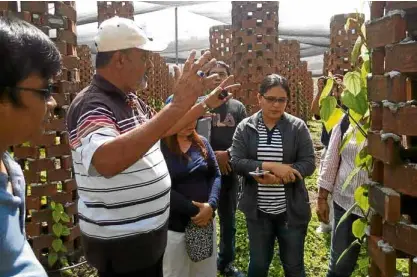  ??  ?? IPC executive director W. Don Lionel Gunaratne (in stripes) visits the three-hectare black pepper pilot farm and nursery in Barangay Demoloc in Malita, Davao Occidental.