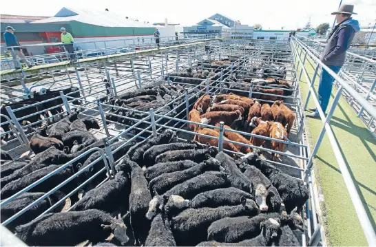  ??  ?? Beef cattle about to go under the auctioneer’s hammer at Feilding’s Friday sale.