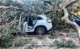  ?? San Francisco Fire Department ?? Parks officials said Tuesday that it was unclear whether a huge eucalyptus tree that crushed four cars in Golden Gate Park was at risk of falling.