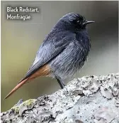  ??  ?? Black Redstart, Monfragüe