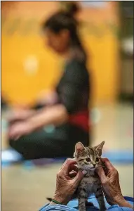  ?? AP/Sun Journal/ANDREE KEHN ?? A kitten “supervises” savasana, a resting pose, during kitten yoga class Sunday at The Greater Androscogg­in Humane Society in Lewiston, Maine. The society’s popular fundraiser included two yoga sessions, which sold out and featured freely roaming kittens.