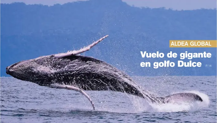  ?? MARIO ROJAS ?? Una ballena jorobada juguetea en las aguas del golfo Dulce, en el Pacífico sur de Costa Rica. La zona es muy visitada por los cetáceos en esta época, pues ofrece excelentes condicione­s para amamantar a sus crías. Cada temporada, la presencia de estos...