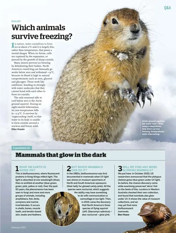  ??  ?? Ellen Husain
Ben Hoare
Arctic ground squirrels are super cool – their unique adaptation­s help them survive freezing temperatur­es while hibernatin­g.