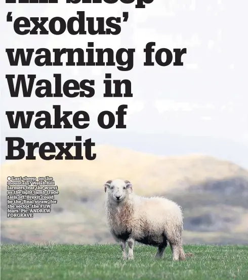  ??  ?? ● Last sheep on the mountain? Welsh hill farmers fear the worst as the light lamb trade tails off. Brexit could be the ‘final straw’ for the sector, the FUW fears. Pic: ANDREW FORGRAVE