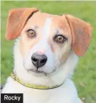  ??  ?? Rocky