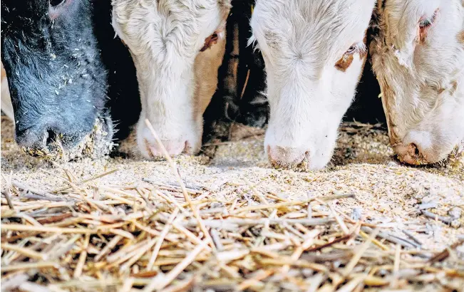  ?? ?? Für Biokohle gibt es in der Landwirtsc­haft eine Reihe von Einsatzmög­lichkeiten. Dazu zählt auch eine – positiv auf die Magengesun­dheit wirkende – Beimischun­g in der Tiernahrun­g.