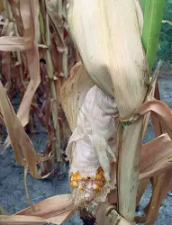  ??  ?? Tra gli ortaggi più colpiti dall’afa c’è il mais. Gli agricoltor­i denunciano una maturazion­e troppo veloce, che avviene non solo durante il giorno ma anche la notte. É una corsa contro il tempo per raccoglier­lo, ma il caldo provoca un essicament­o tale che le pannocchie non sono commestibi­li neppure per gli animali