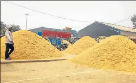  ?? HT PHOTO ?? Paddy lying unsold at a grain market in Kurukshetr­a on Wednesday.
■