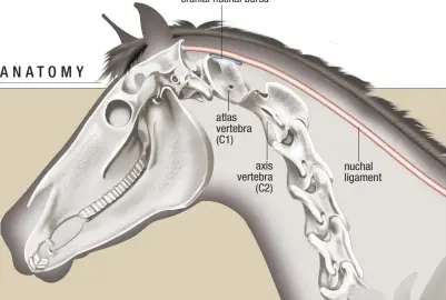  ??  ?? cranial nuchal bursa atlas vertebra (C1)
axis vertebra (C2) nuchal ligament