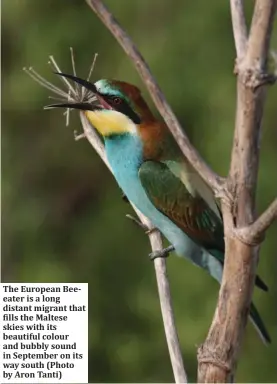  ??  ?? The European Beeeater is a long distant migrant that fills the Maltese skies with its beautiful colour and bubbly sound in September on its way south (Photo by Aron Tanti)