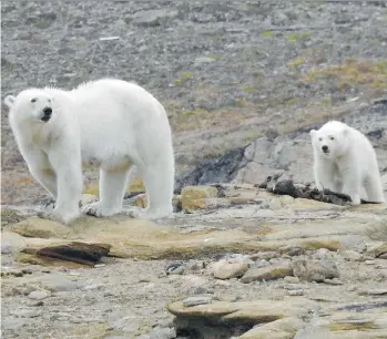  ?? DAPHNE BRAMHAM ?? A female polar bear and her cub feed on a narwhal on Devon Island, Nunavut. In the summer, females with cubs emerging from snow dens have already gone for months without food or hibernatin­g.