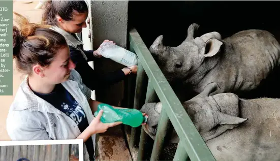  ??  ?? HOOFFOTO: Die huismoeder Zanré van Jaarsveld (agter) en ’n vrywillige­r, Tiana Lazo, tydens die weesrenost­ers Lolli en Lotti se voertyd by die renosterwe­eshuis. ONDER: Zanré saam met Lotti.