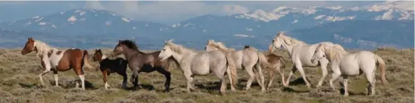  ?? WYOMING OFFICE OF TOURISM ?? If you time it right, you can go to the Wind River Wild Horse Sanctuary at the Double D Ranch near Lander and see wild mustangs. The ranch is part of a partnershi­p with the U.S. government.