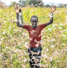  ?? FOTO: BEN CURTIS/DPA ?? Der Sohn eines Bauern in Kenia versucht, einen Schwarm Wüstenheus­chrecken von einem Feld zu vertreiben.