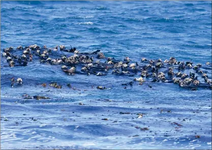  ?? DOUG DURAN — STAFF PHOTOGRAPH­ER ?? Sea otters frolic in the kelp just off the shores of Cannery Row in Monterey on Wednesday. Up to 200sea otters have been seen floating in the kelp near Hopkins Marine Station in recent days. Officials aren't sure if they're transient or moving in for good.