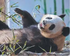  ?? Picture: AP ?? Giant panda Ya Ya plays at a wilderness recovery training base in Foping county, in northwest China's Shaanxi province.