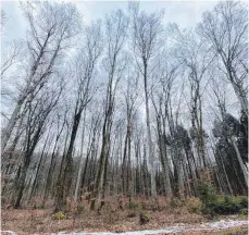  ?? FOTO: GÖTZ ?? Der lange und harte Winter hat dem Wald gut getan, sagt ein Experte.