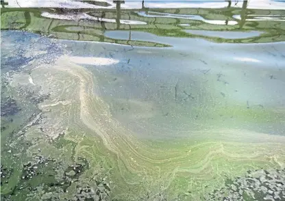  ??  ?? Be careful – toxic blooms have been discovered at Lindores Loch and Birnie Loch in Fife.