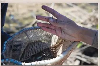  ?? ?? A fish biologist shows an endangered Rio Grande silvery minnow July 26 in Albuquerqu­e.