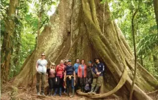  ?? PAUL MURPHY ?? A strangler fig has claimed a tree so large a group can gather within its shell.