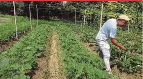  ?? FILE PIC ?? The Folo Ban Foo Organic Farm in Johor. Organic farming without the use of agrochemic­als is well suited to modern society with high-quality and safe produce that are environmen­tally friendly.