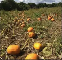  ?? PAUL POST - PPOST@DIGITALFIR­STMEDIA.COM ?? Vincek Farm in Wilton has a healthy crop of large pumpkins, which are sold at its retail stand on Smith Bridge Road.