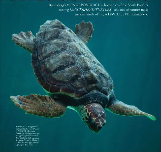  ??  ?? THIS PAGE: A loggerhead turtle can live for over 50 years. OPPOSITE (clockwise from top): The loggerhead lays her eggs in a prehistori­c ritual; Eggs laid below high-tide must be relocated to safety; Flatback turtles, and their eggs, are rare sightings at Mon Repos.